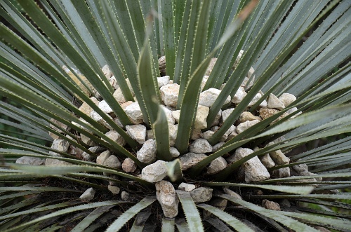 Stone Center  Stone Center